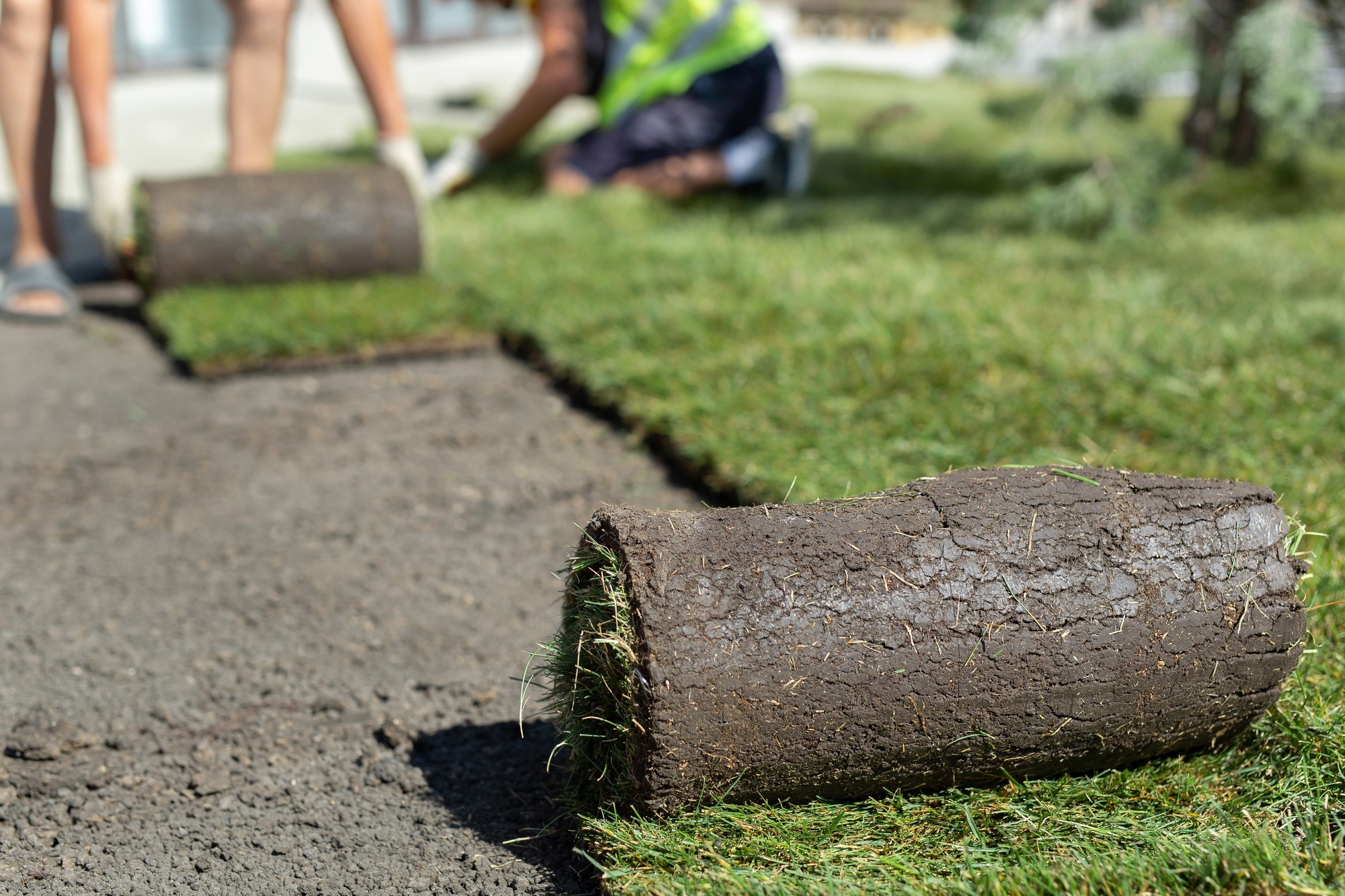 A landscape gardener is laying turf for a new lawn. Rolled lawn.